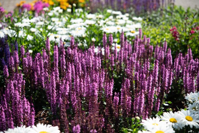 Szałwia omszona „Midnight Rose” - Salvia nemorosa Midnight Rose - Image 2