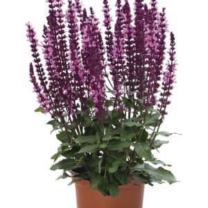 Szałwia omszona „Midnight Rose” - Salvia nemorosa Midnight Rose