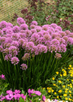 Czosnek Ozdobny - Allium Millenium - Image 6