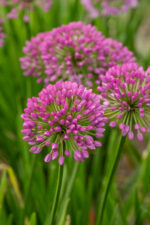 Czosnek Ozdobny - Allium Millenium