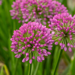Czosnek Ozdobny - Allium Millenium