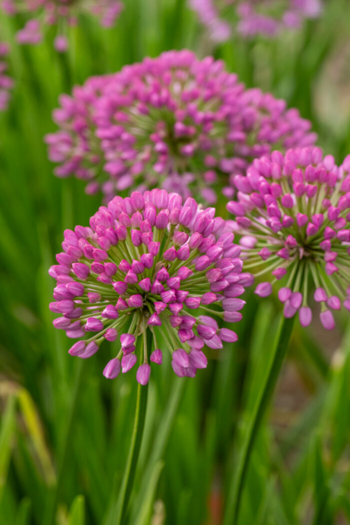 Czosnek Ozdobny - Allium Millenium - Image 1
