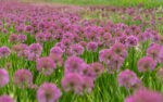 Czosnek Ozdobny - Allium Millenium - Image 2