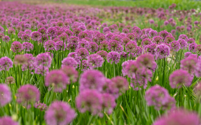 Czosnek Ozdobny - Allium Millenium - Image 2