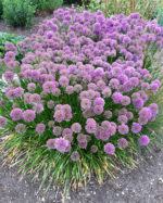 Czosnek Ozdobny - Allium Millenium - Image 3