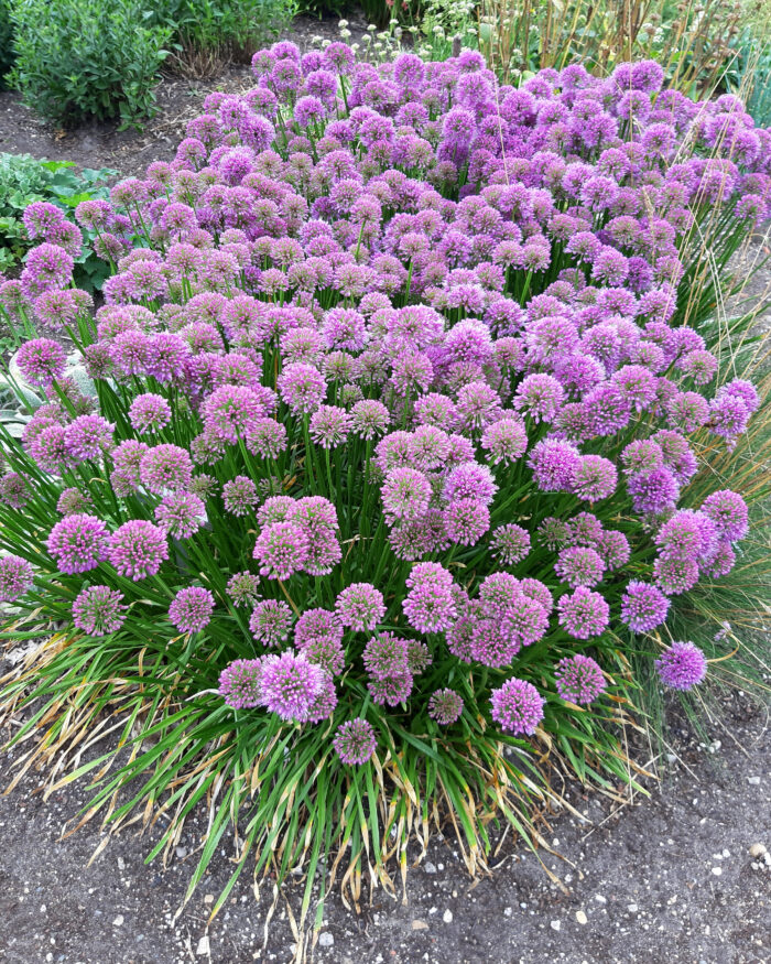 Czosnek Ozdobny - Allium Millenium - Image 3