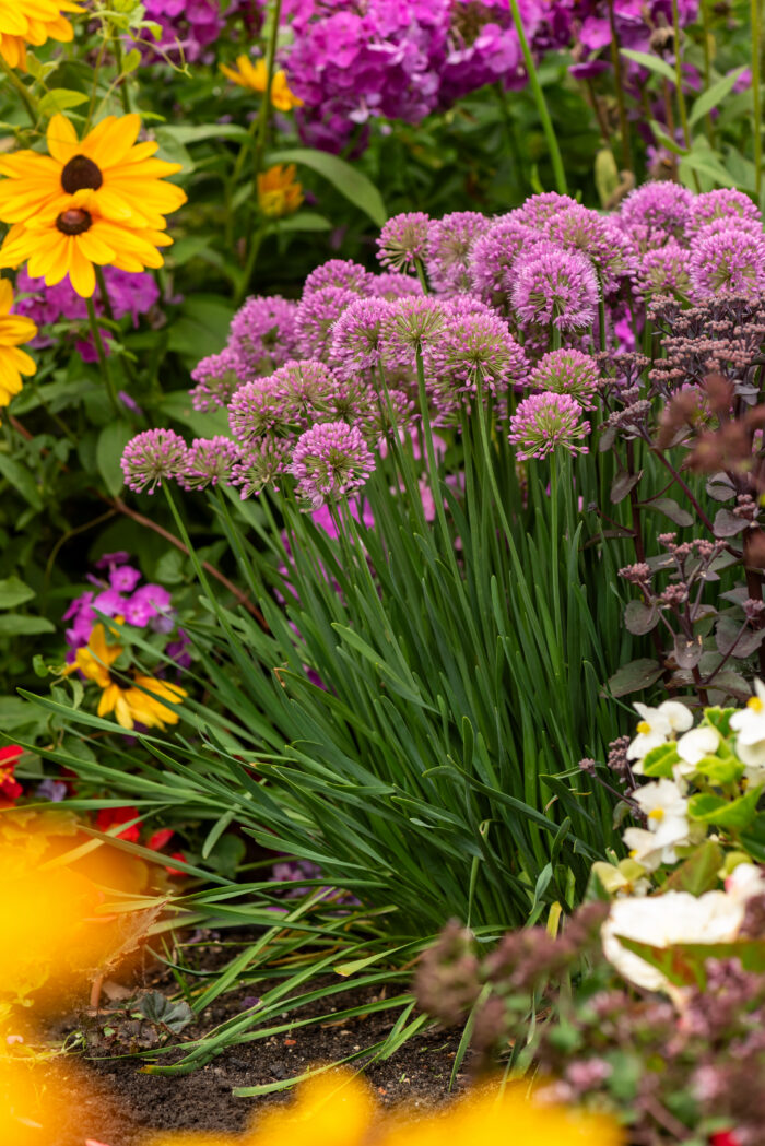Czosnek Ozdobny - Allium Millenium - Image 5