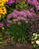 Czosnek Ozdobny - Allium Millenium - Image 4