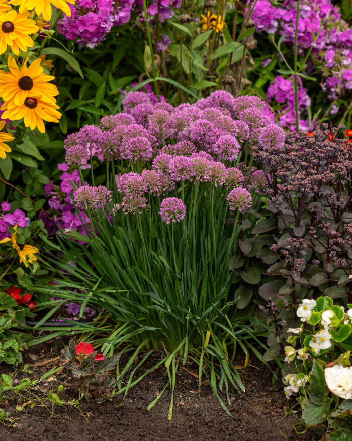 Czosnek Ozdobny - Allium Millenium - Image 4