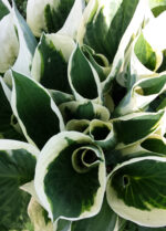 Funkia „Minute man” - Hosta hybrid Minute Man - Image 3
