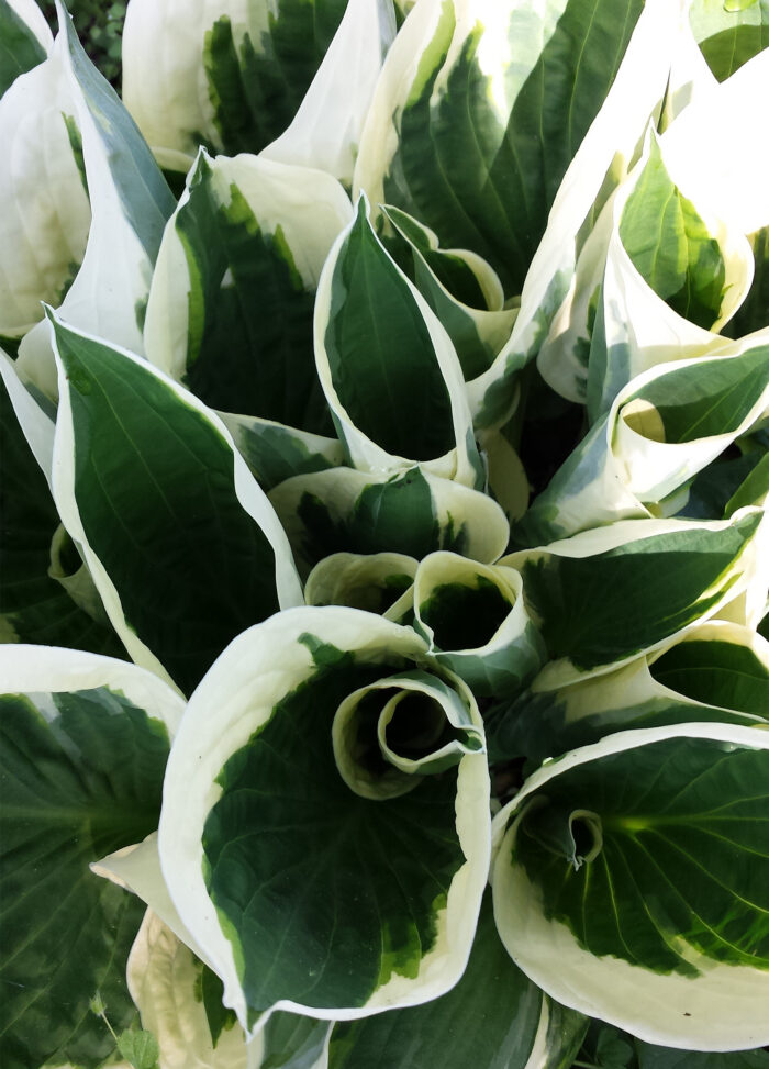 Funkia „Minute man” - Hosta hybrid Minute Man - Image 3