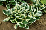 Funkia „Minute man” - Hosta hybrid Minute Man - Image 2