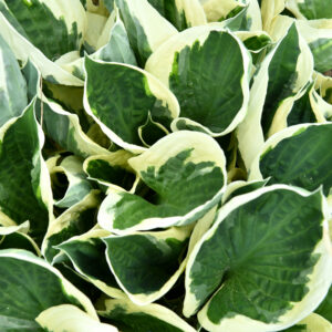 Funkia „Minute man” - Hosta hybrid Minute Man