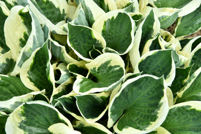 Funkia „Minute man” - Hosta hybrid Minute Man - Image 1