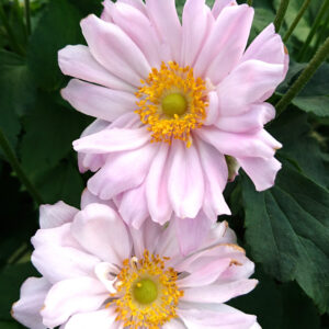 Zawilec mieszańcowy "Mont Rose" - Anemone hybrida Mont Rose