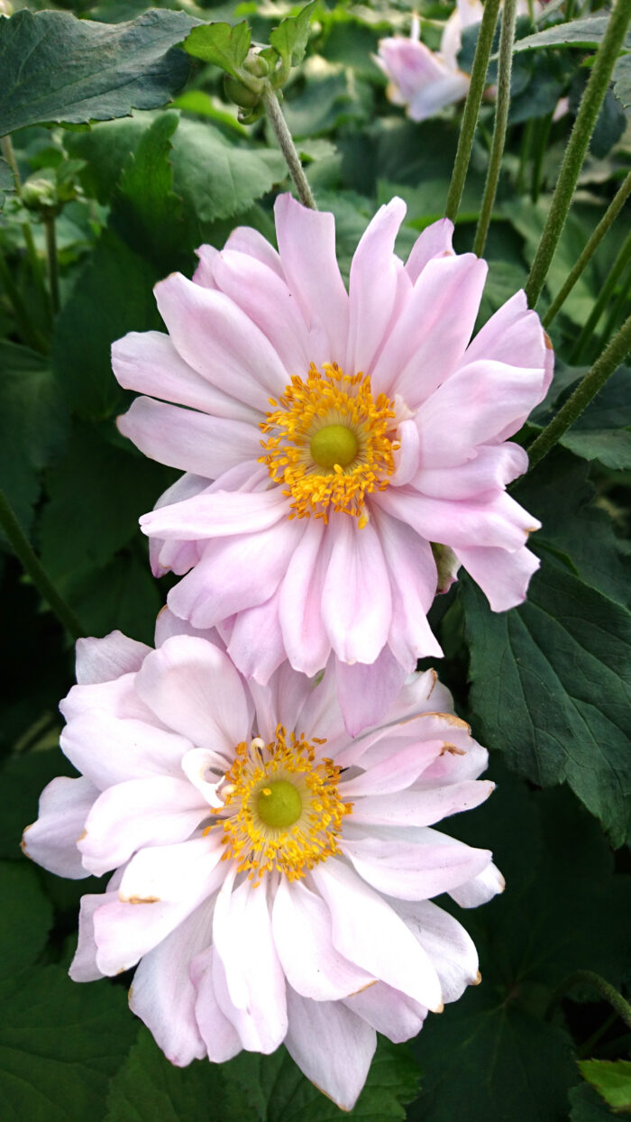 mont-rose_anemone_73222_1 Zawilec mieszańcowy "Mont Rose" - Anemone hybrida Mont Rose - Image 1