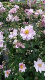 Zawilec mieszańcowy "Mont Rose" - Anemone hybrida Mont Rose - Image 2