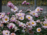 Zawilec mieszańcowy "Mont Rose" - Anemone hybrida Mont Rose - Image 3