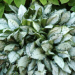 Miodunka „Moonshine” - Pulmonaria hybrida Moonshine