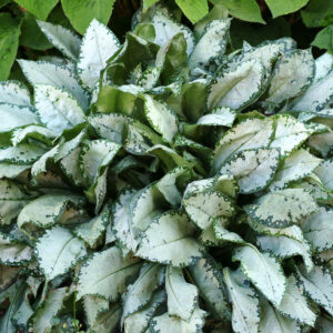 Miodunka „Moonshine” - Pulmonaria hybrida Moonshine