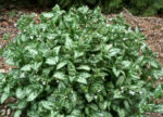 Miodunka „Moonshine” - Pulmonaria hybrida Moonshine - Image 2