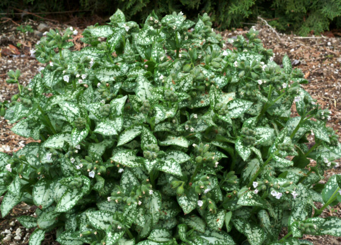 Miodunka „Moonshine” - Pulmonaria hybrida Moonshine - Image 2