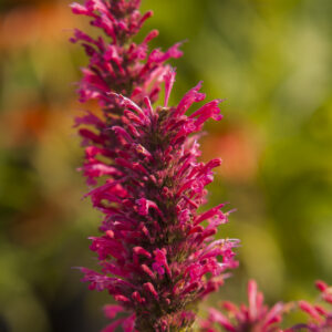 Kłosowiec „Morello” - Agastache hybrida Morello