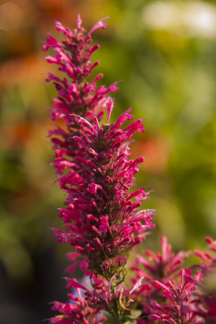 morello_agastache-hybrida_75402_1 Kłosowiec „Morello” - Agastache hybrida Morello - Image 1