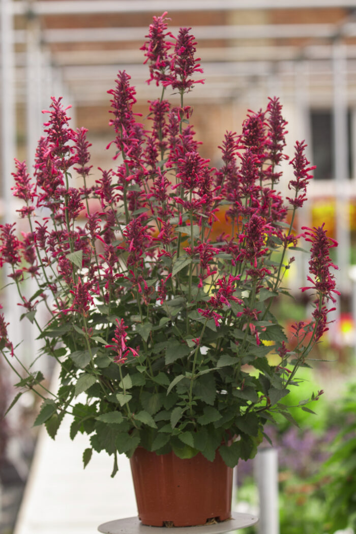 Kłosowiec „Morello” - Agastache hybrida Morello - Image 3