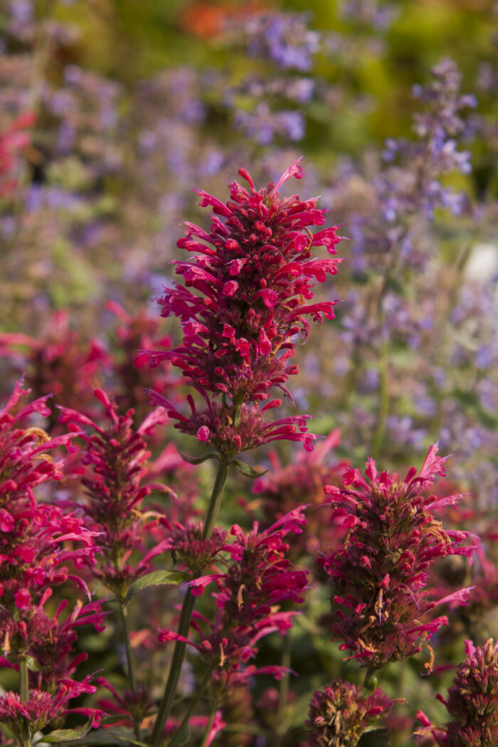 Kłosowiec „Morello” - Agastache hybrida Morello - Image 2