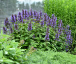 Kocimiętka kubańska „Neptune”- Nepeta kubanica Neptune - Image 2