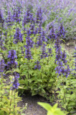 Kocimiętka kubańska „Neptune”- Nepeta kubanica Neptune
