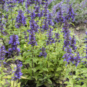 Kocimiętka kubańska „Neptune”- Nepeta kubanica Neptune