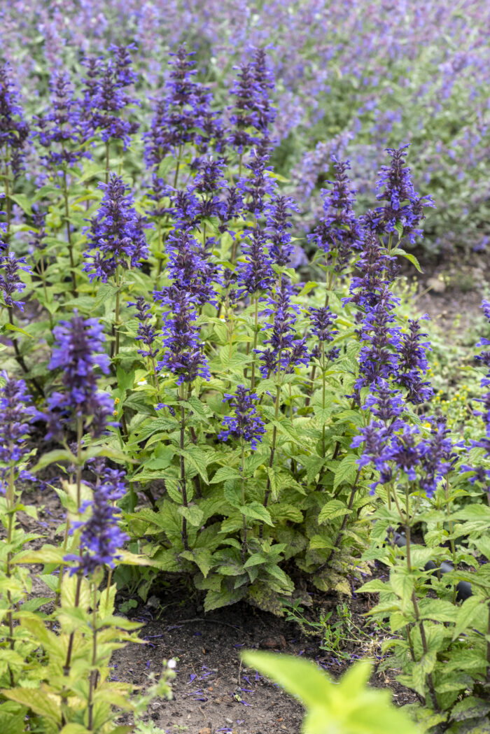 Kocimiętka kubańska „Neptune”- Nepeta kubanica Neptune - Image 1