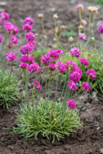 Zawciąg nadmorski „Nifty Thrifty” - Armeria maritima Nifty Thrifty - Image 2