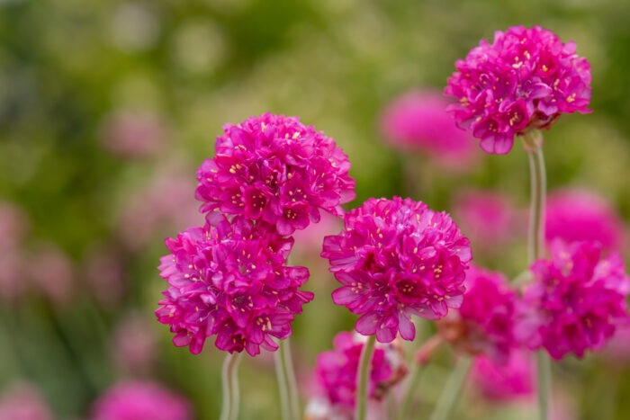 Zawciąg nadmorski „Nifty Thrifty” - Armeria maritima Nifty Thrifty - Image 3