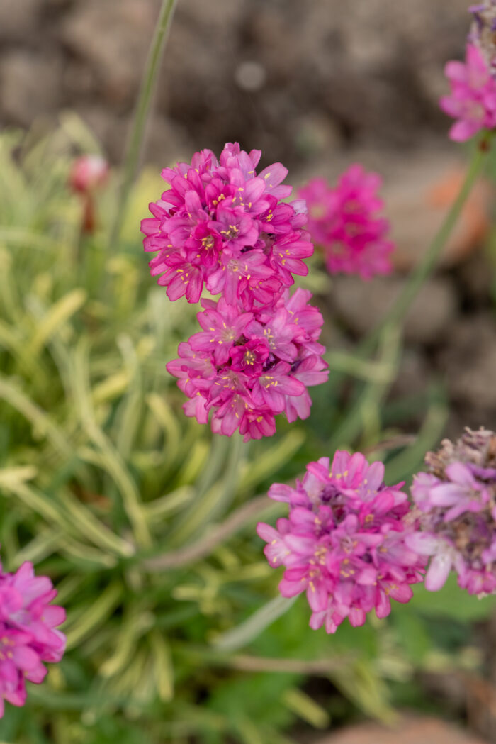 Zawciąg nadmorski „Nifty Thrifty” - Armeria maritima Nifty Thrifty - Image 5