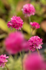 Zawciąg nadmorski „Nifty Thrifty” - Armeria maritima Nifty Thrifty