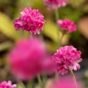 Zawciąg nadmorski „Nifty Thrifty” - Armeria maritima Nifty Thrifty