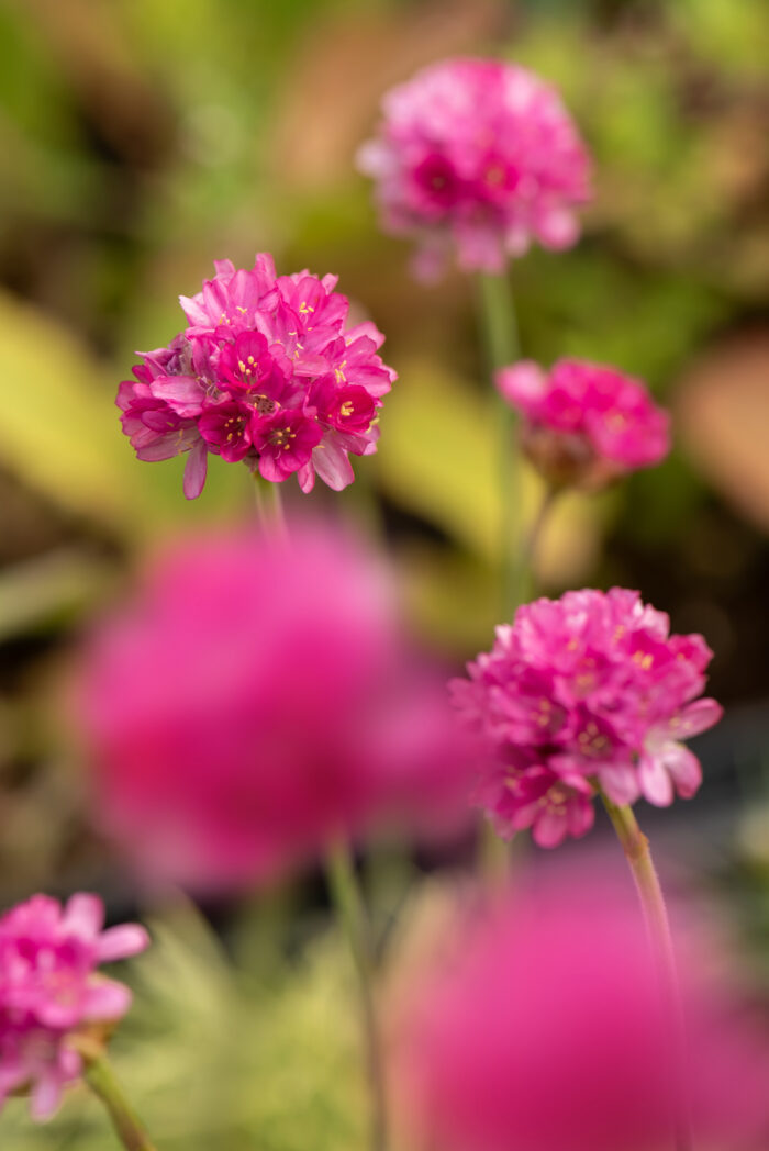 nifty-thrifty_armeria-maritima_79815_4 Zawciąg nadmorski „Nifty Thrifty” - Armeria maritima Nifty Thrifty - Image 1