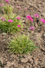 Zawciąg nadmorski „Nifty Thrifty” - Armeria maritima Nifty Thrifty - Image 4