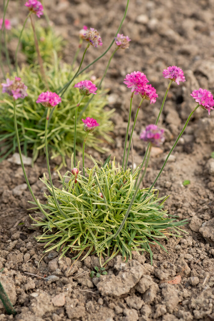 Zawciąg nadmorski „Nifty Thrifty” - Armeria maritima Nifty Thrifty - Image 4