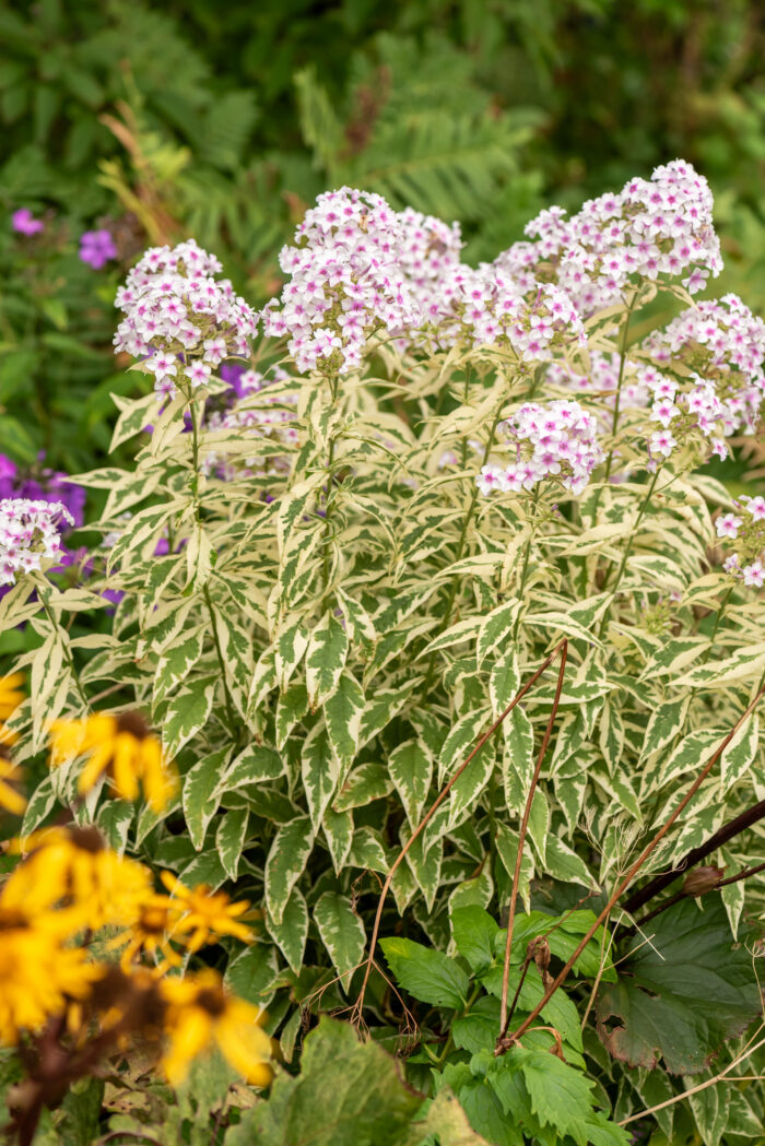 Floks wiechowaty „Nora Leigh” - Phlox paniculata Nora Leigh - Image 2