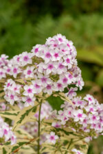 Floks wiechowaty „Nora Leigh” - Phlox paniculata Nora Leigh