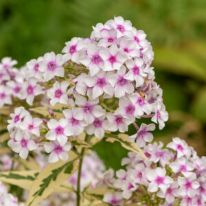 Floks wiechowaty „Nora Leigh” - Phlox paniculata Nora Leigh