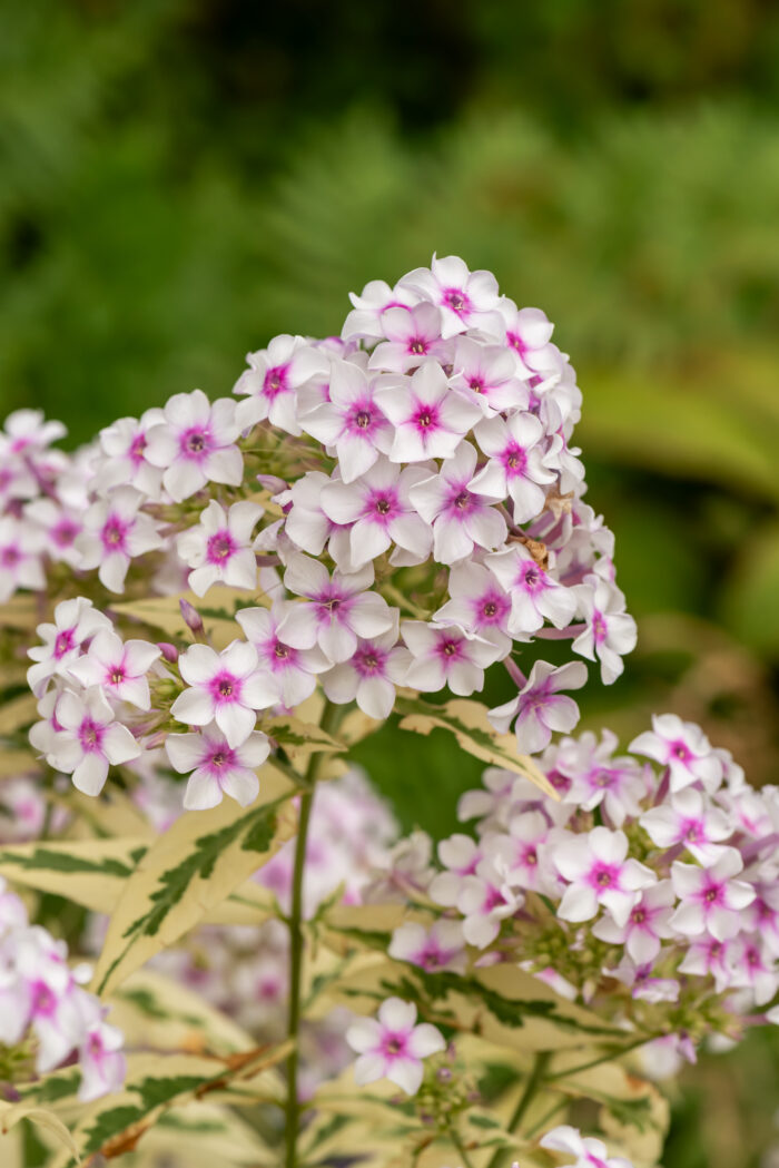 nora-leigh_phlox-paniculata_76356_2 Floks wiechowaty „Nora Leigh” - Phlox paniculata Nora Leigh - Image 1