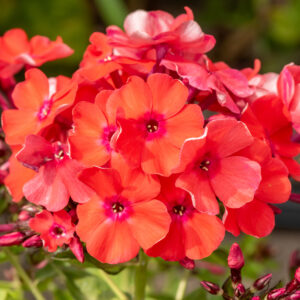 Floks wiechowaty „Orange Perfection” - Phlox paniculata Orange Perfection