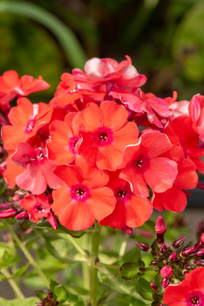 Floks wiechowaty „Orange Perfection” - Phlox paniculata Orange Perfection - Image 1