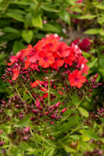 Floks wiechowaty „Orange Perfection” - Phlox paniculata Orange Perfection - Image 2