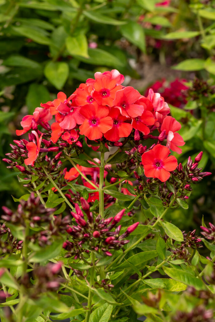 Floks wiechowaty „Orange Perfection” - Phlox paniculata Orange Perfection - Image 2